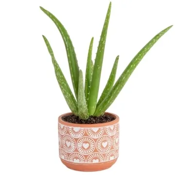 Costa Farms Aloe Vera, Easy to Grow Live Succulent Plant, Indoor Houseplant in Décor Plant Pot, Hou...
