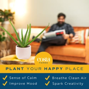 Costa Farms Aloe Vera, Easy to Grow Live Succulent Plant, Indoor Houseplant in Décor Plant Pot, Housewarming, Birthday Gift, Room or Home Decor, 10-12 Inches Tall