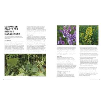 Companion Planting for Beginners: Pair Your Plants for a Bountiful, Chemical-Free Vegetable Garden