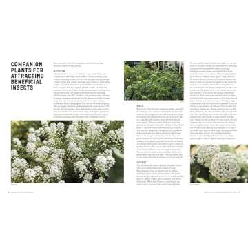 Companion Planting for Beginners: Pair Your Plants for a Bountiful, Chemical-Free Vegetable Garden