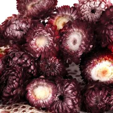 MIHUAGE Dried Flower 40PCS Daisy Bouquet 100% Natural Chrysanthemum Dry Flower with Stem for Vase Home décor Party DIY Arrangement Wheat Straw Bulk (Burgundy)