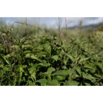 Plant Good Seed Organic Stinging Nettle Seeds - Pack of 200, Heirloom Seeds for Planting Herbs, Flowers - Gardening Supplies, Wildflower, Herb Garden, Flower Seeds to Plant Outside - Non-GMO from USA