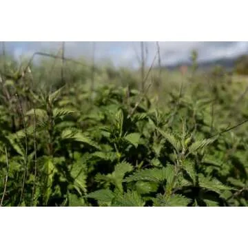 Plant Good Seed Organic Stinging Nettle Seeds - Pack of 200, Heirloom Seeds for Planting Herbs, Flowers - Gardening Supplies, Wildflower, Herb Garden, Flower Seeds to Plant Outside - Non-GMO from USA