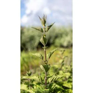 Plant Good Seed Organic Stinging Nettle Seeds - Pack of 200, Heirloom Seeds for Planting Herbs, Flowers - Gardening Supplies, Wildflower, Herb Garden, Flower Seeds to Plant Outside - Non-GMO from USA