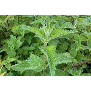 Plant Good Seed Organic Stinging Nettle Seeds - Pack of 200, Heirloom Seeds for Planting Herbs, Flowers - Gardening Supplies, Wildflower, Herb Garden, Flower Seeds to Plant Outside - Non-GMO from USA