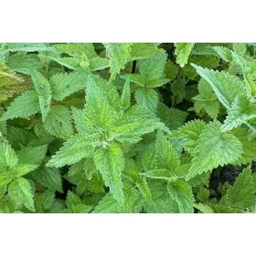 Plant Good Seed Organic Stinging Nettle Seeds - Pack of 200, Heirloom Seeds for Planting Herbs, Flowers - Gardening Supplies, Wildflower, Herb Garden, Flower Seeds to Plant Outside - Non-GMO from USA