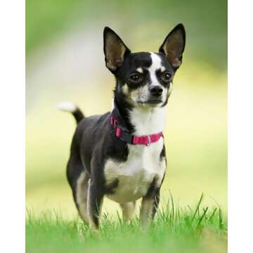 Joytale Reflective Dog Collar,Soft Neoprene Padded Breathable Nylon Pet Collar Adjustable for Puppy ...