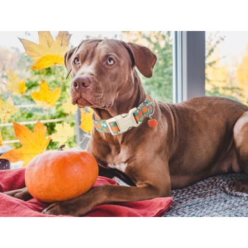 DOGWONG Fall Pumpkin Dog Collar- Cute Fall Holiday Dog Collars Adjustable Halloween Dog Collar for Small Medium Large Dogs L