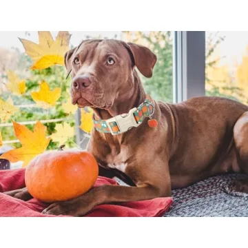 DOGWONG Fall Pumpkin Dog Collar- Cute Fall Holiday Dog Collars Adjustable Halloween Dog Collar for Small Medium Large Dogs L