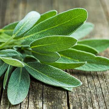 Bonnie Plants Garden Sage Herb - Easy Grow, Non-GMO Packs