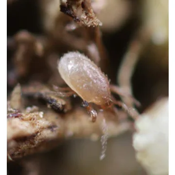 Live Hypoaspis Miles Predatory Mites Natural Pest Control