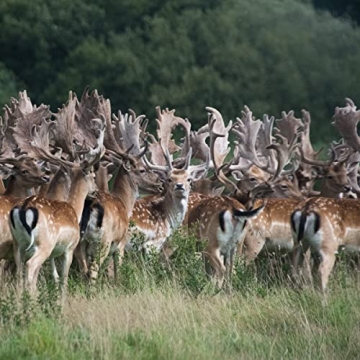 EPIC Venison Sea Salt & Pepper Bars - 12ct, Keto Friendly