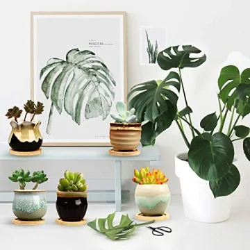 Brajttt Succulent Pot Set with Drainage Holes - Mini Planters