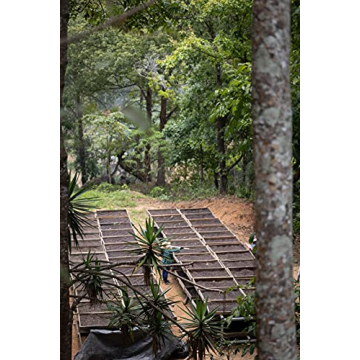 Fresh Single-Origin Coffee Sampler by Onyx Coffee Lab