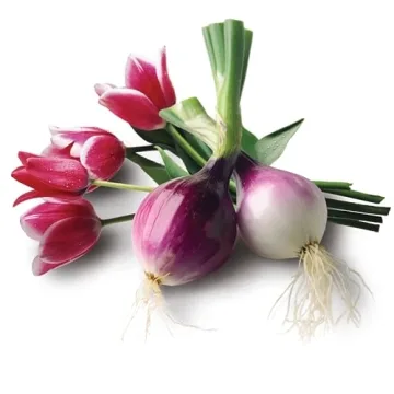 Jobe's Organic Bone Meal for Vibrant Plants and Strong Roots