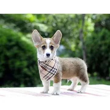 Stylish Lionet Paws Dog Bandana for Small & Large Dogs