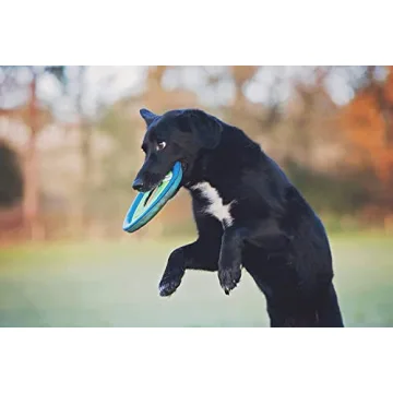 Chuckit Zipflight Amphibious Flying Ring 8" - 2 Pack