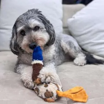 SPOT Skinneeez Plus Duck - Stuffing Free Dog Toy with Two Piece Rubber Body and Two Squeakers, Fun to Bite, Stuffingless Design is Great for Moderate Chewers, Tug Toy for Puppies & Dogs - 15in