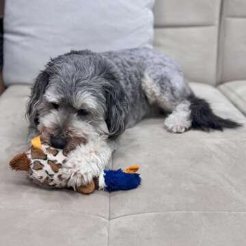 SPOT Skinneeez Plus Duck - Stuffing Free Dog Toy with Two Piece Rubber Body and Two Squeakers, Fun to Bite, Stuffingless Design is Great for Moderate Chewers, Tug Toy for Puppies & Dogs - 15in