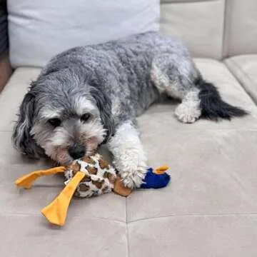 SPOT Skinneeez Plus Duck - Stuffing Free Dog Toy with Two Piece Rubber Body and Two Squeakers, Fun to Bite, Stuffingless Design is Great for Moderate Chewers, Tug Toy for Puppies & Dogs - 15in