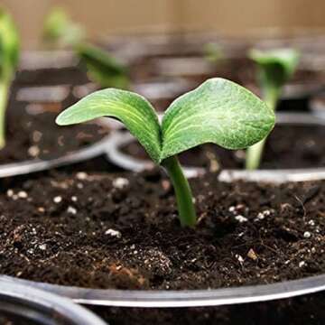 Coast of Maine Sprout Island Blend Organic & Natural Seed Starter for Seed Germination and Rooting Plant Cuttings, 16 Quarts (Pack of 2)