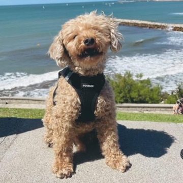 Voyager Step-In Pet Harness - Secure and Comfortable Fit