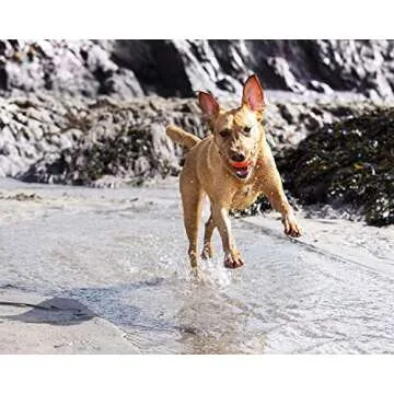 ChuckIt! High-Bounce Rubber Fetch Ball, Small (Colors Vary) 2 Pack