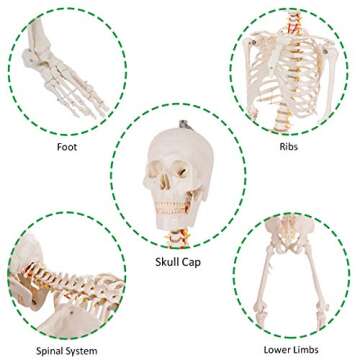 Giantex 70.8" Life Size Skeleton Model with Roller Stand
