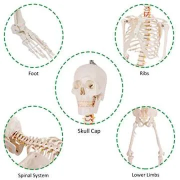 Giantex 70.8" Life Size Skeleton Model with Roller Stand