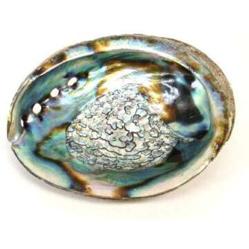 CircuitOffice 5-6" Abalone Shell for Burning Loose Herbs, Sage, Smudge Sticks and Palo Santo, for Sm...