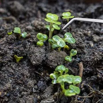 3 Pcs Aquarium Tweezers, Stainless Steel Feeding Tongs Straight and Curved Tweezers Set Long Handle Reptile Feeding Tongs for Aquatic Plants Lizards Spider Snakes