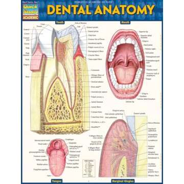 Dental Anatomy QuickStudy Laminated Study Guide for Students