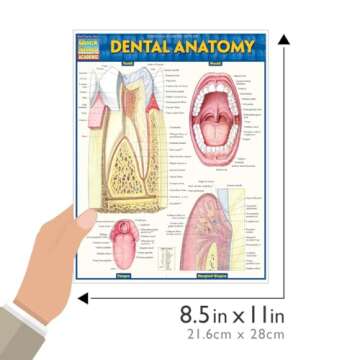 Dental Anatomy QuickStudy Laminated Guide for Students