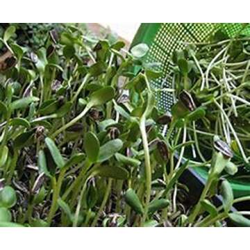 Sunflower Sprouting Seed, Non GMO - 16 oz - Country Creek Acre Brand - Perfect for Sprouts, Cooking ...