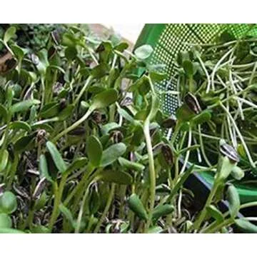 Sunflower Sprouting Seed, Non GMO - 16 oz - Country Creek Acre Brand - Perfect for Sprouts, Cooking ...