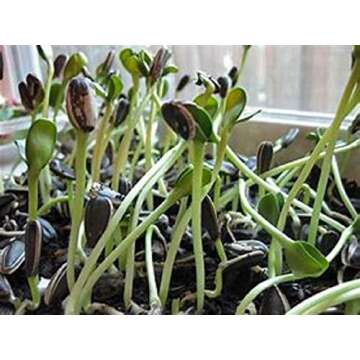 Sunflower Sprouting Seed, Non GMO - 16 oz - Country Creek Acre Brand - Perfect for Sprouts, Cooking & Gardening