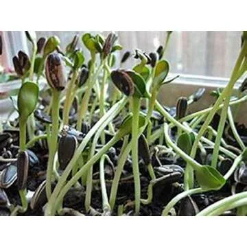 Sunflower Sprouting Seed, Non GMO - 16 oz - Country Creek Acre Brand - Perfect for Sprouts, Cooking & Gardening