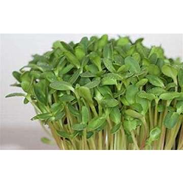 Sunflower Sprouting Seed, Non GMO - 16 oz - Country Creek Acre Brand - Perfect for Sprouts, Cooking & Gardening