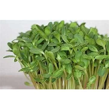 Sunflower Sprouting Seed, Non GMO - 16 oz - Country Creek Acre Brand - Perfect for Sprouts, Cooking & Gardening