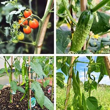 COLOtime Bamboo Stakes 58 Inch (Approx 5FT) Garden Stakes Plant Stakes for Outdoor Climbing Plants Poles Sticks Support Tomatoes 20 Pack