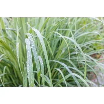 US Organic 100% Pure Lemongrass Essential Oil 10 ml