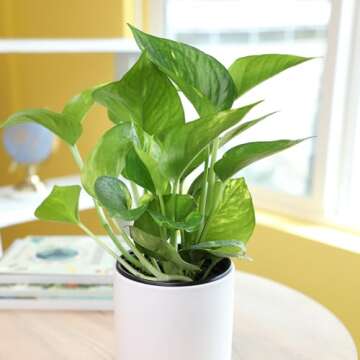Golden Pothos Plant Live House Plant Live Plants, Trailing Plants Live Houseplants, Golden Pothos Li...