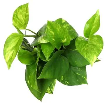 Golden Pothos Plant Live House Plant Live Plants, Trailing Plants Live Houseplants, Golden Pothos Live Plant Houseplant, Live Pothos Devils Ivy Live Plant Money Plant Indoor Plants by Plants for Pets