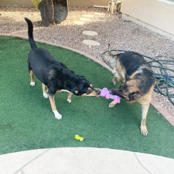 Jalousie 5 Pack Plush Dog Squeaky Toys Bundle for Play