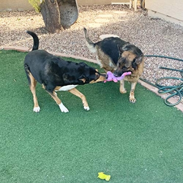 Jalousie 5 Pack Plush Dog Squeaky Toys Bundle for Play