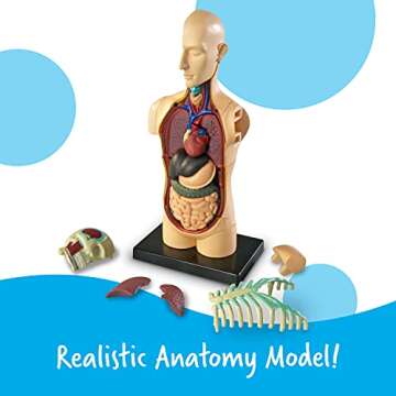 Explore Human Anatomy with the Learning Resources 31-Piece Model for Kids