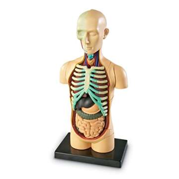 Learning Resources Human Body Model for Science Fun