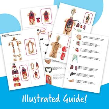 Learning Resources Human Body Model for Science Fun