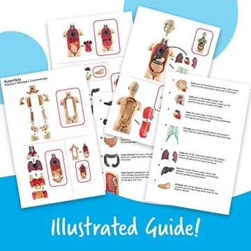 Learning Resources Human Body Model for Science Fun