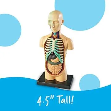 Learning Resources Human Body Model for Science Fun